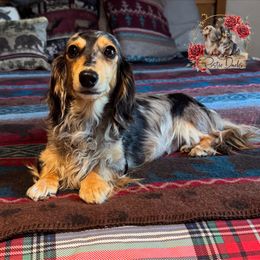 Sprinkles - Dachshund