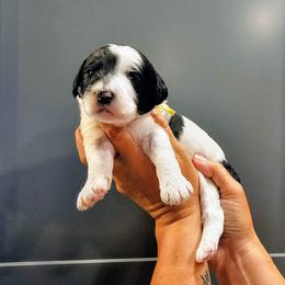 Montego - Parti male Goldendoodle puppy in Forest, Ohio from Mini Doodle Buddies