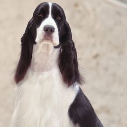 Trudy - English Springer Spaniel