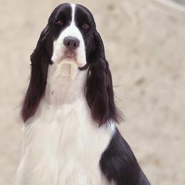 Trudy - English Springer Spaniel