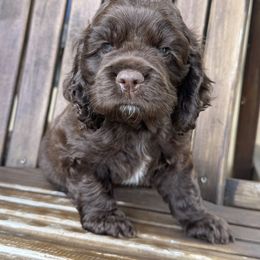 Big Blue (AKA Buddy) - Brown male Cocker Spaniel puppy in Palestine, Texas from Chocolate Cocker Spaniels