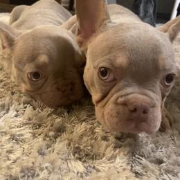 French Bulldog All Grown Up from GC Bulldogs