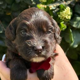 Red collar shea - Chocolate female Australian Labradoodle puppy in Fontana, California from Grammy's Puppy Love doodles and poodles