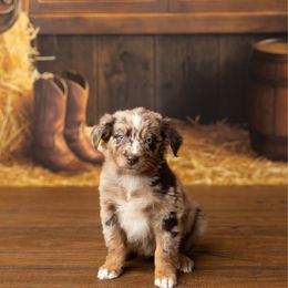 Summer - Red merle female Australian Shepherd puppy in Kathleen, Georgia from CM Farm