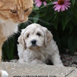 Cockapoo Puppies from Cute Cockapoos