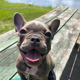French Bulldogs from Third Coast Frenchies