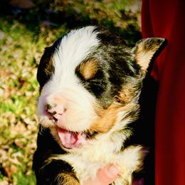 Ranger OFA - Black rust and white male Bernese Mountain Dog puppy in Strasburg, Ohio from Lois Allison