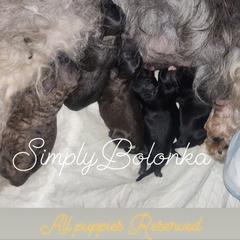Russian Tsvetnaya Bolonka Puppies from Simply Bolonka - A Russian Tsvetnaya Bolonka Kennel