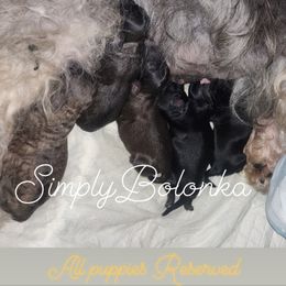 Russian Tsvetnaya Bolonka Puppies from Simply Bolonka - A Russian Tsvetnaya Bolonka Kennel