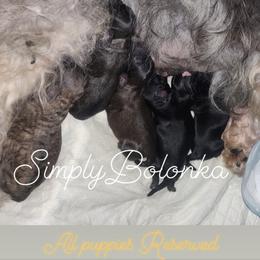 Russian Tsvetnaya Bolonka Puppies from Simply Bolonka - A Russian Tsvetnaya Bolonka Kennel