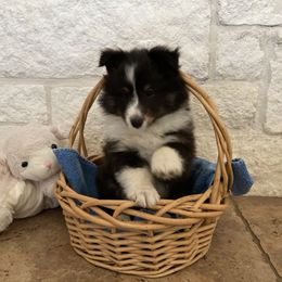 Shetland Sheepdog Puppies from Synergy Shetland Sheepdogs