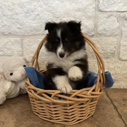 Shetland Sheepdog Puppies from Synergy Shetland Sheepdogs