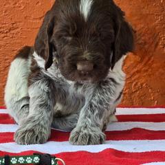 Leonberger and Spinone Italiano Puppies from Starfire Leonbergers and Spinone Italiano