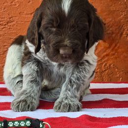Leonberger and Spinone Italiano Puppies from Starfire Leonbergers and Spinone Italiano