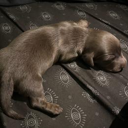 Cashew - Chocolate and tan male Dachshund puppy in Citra, Florida from My Loyal Treasures