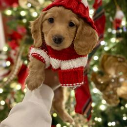 Dachshund Puppies from Cajun Pawfection