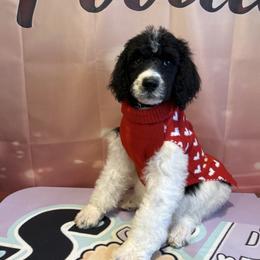 Zeus - Parti male Poodle puppy in Mobile, Alabama from Semmy’s Standard Poodle LLC