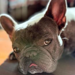 Aiko - French Bulldog