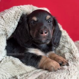 Tony Soprano - Black and cream male Dachshund puppy in Chandler, Arizona from Vonaducci Doxies, LLC.