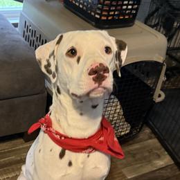 Clint - Dalmatian