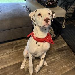 Clint - Dalmatian