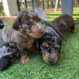 Dachshund Puppies from Weenie Bros