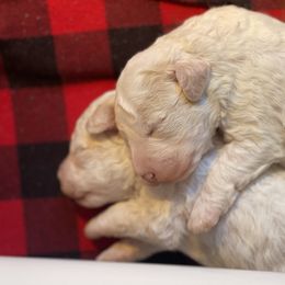Lagotto Romagnolo Puppies from CreekSide Lagotto