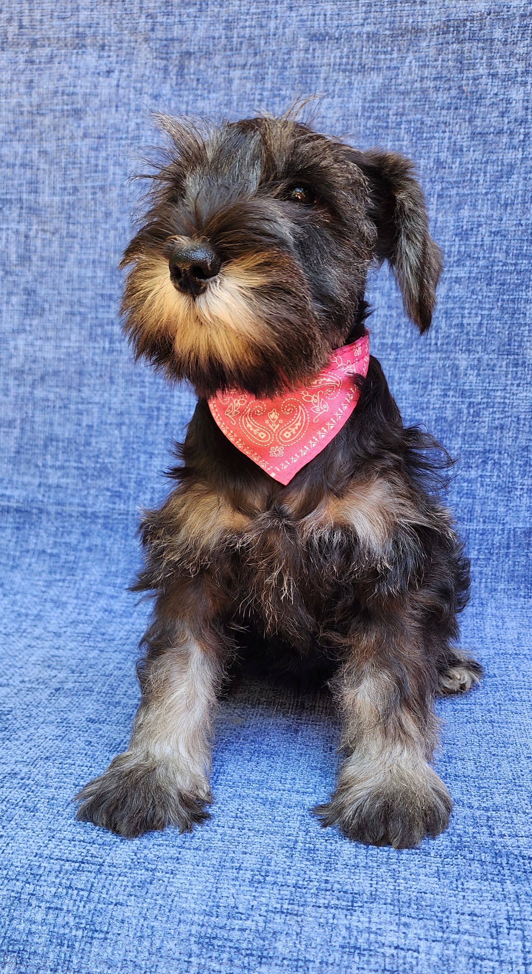 Girl 1 - Miniature Schnauzer puppy in Daphne, Alabama from Fancy Pants Miniature Schnauzers