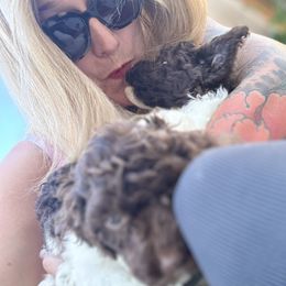 Lagotto Romagnolo Puppies from Anna’s Lagottos