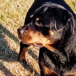 Rottweilers from Jestors Rottweilers