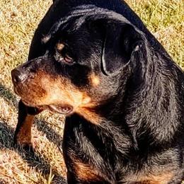 Rottweilers from Jestors Rottweilers