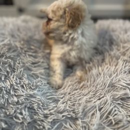 Maltipoo Puppies from Quiana's Maltipoos