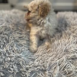 Maltipoo Puppies from Quiana's Maltipoos
