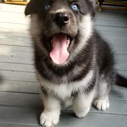 Siberian Husky Puppies from Diamond's Huskies in the Ruff