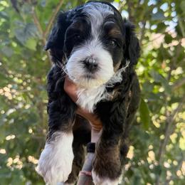 Cache - Tri-color male Bernedoodle puppy in Horseshoe Bend, Idaho from Over the Moon Poodles and Doodles