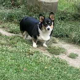 Sadie - Pembroke Welsh Corgi