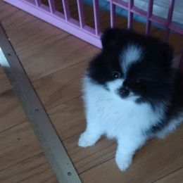 Pomeranians from Peggy's Precious Pomeranians