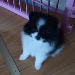 Pomeranians from Peggy's Precious Pomeranians