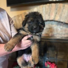 Pink female - Black and red female German Shepherd puppy in Gunter, Texas from Gunter Gables German Shepherds