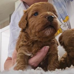 Boy 3 - Apricot male Maltipoo puppy in Nokomis, Florida from Sunset Farm Florida
