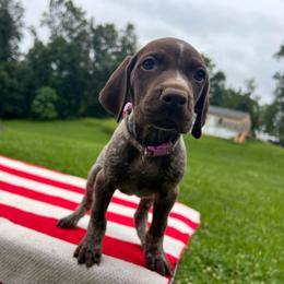 Dawn - Liver roan female German Shorthaired Pointer puppy in Dugspur, Virginia from Pilgrims Trails Shorthairs