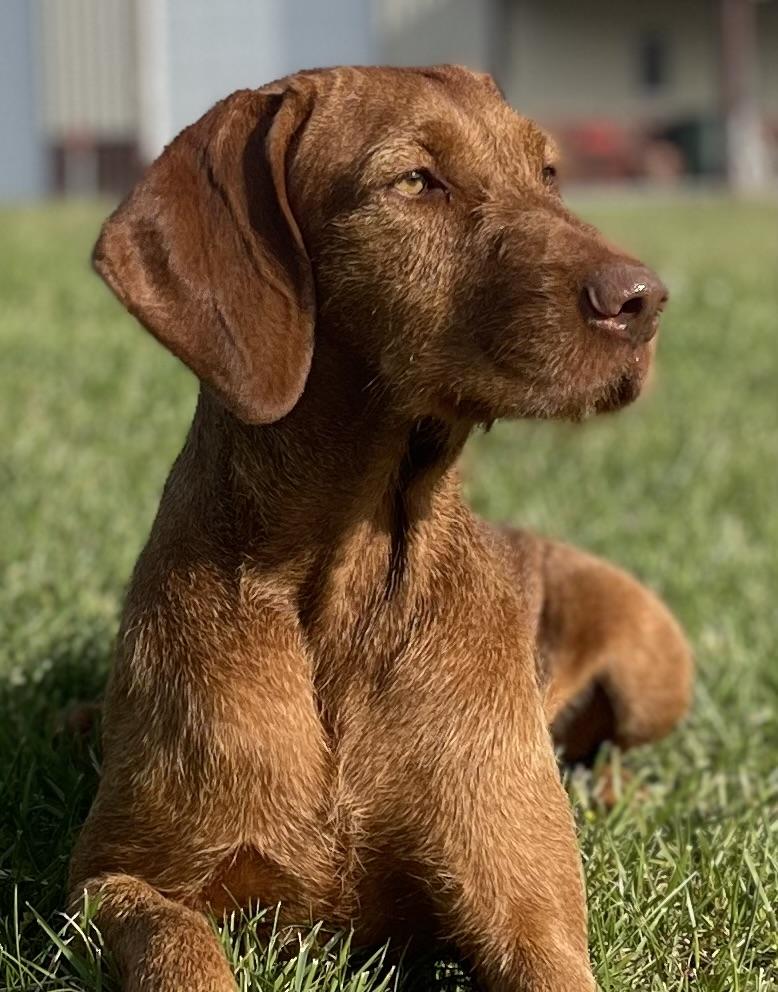 Flair