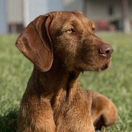 Flair - Wirehaired Vizsla