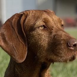 Flair - Wirehaired Vizsla