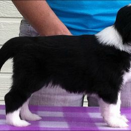 Bearded Collie Puppies from Ragtyme