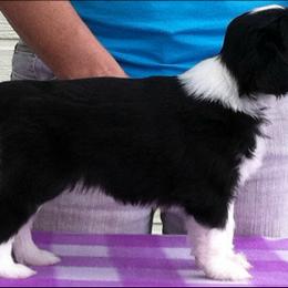 Bearded Collie Puppies from Ragtyme