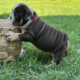 Red girl - Chocolate tri-color female Bulldog puppy in Atwater, California from Raised By Santiago
