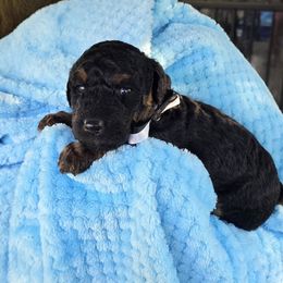 Aussiedoodle Puppies from Louisville Doodles