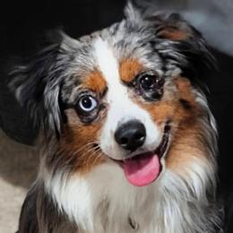 Cookie - Miniature Australian Shepherd