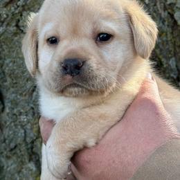 Sally - Yellow female Labrador Retriever puppy in Clinton, New York from Skyline Hill Labradors